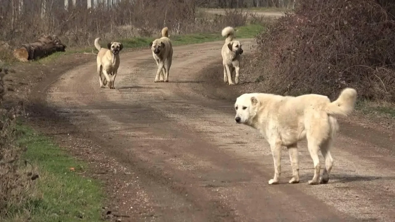 Ankara'da 52 bin sahipsiz köpek toplatıldı