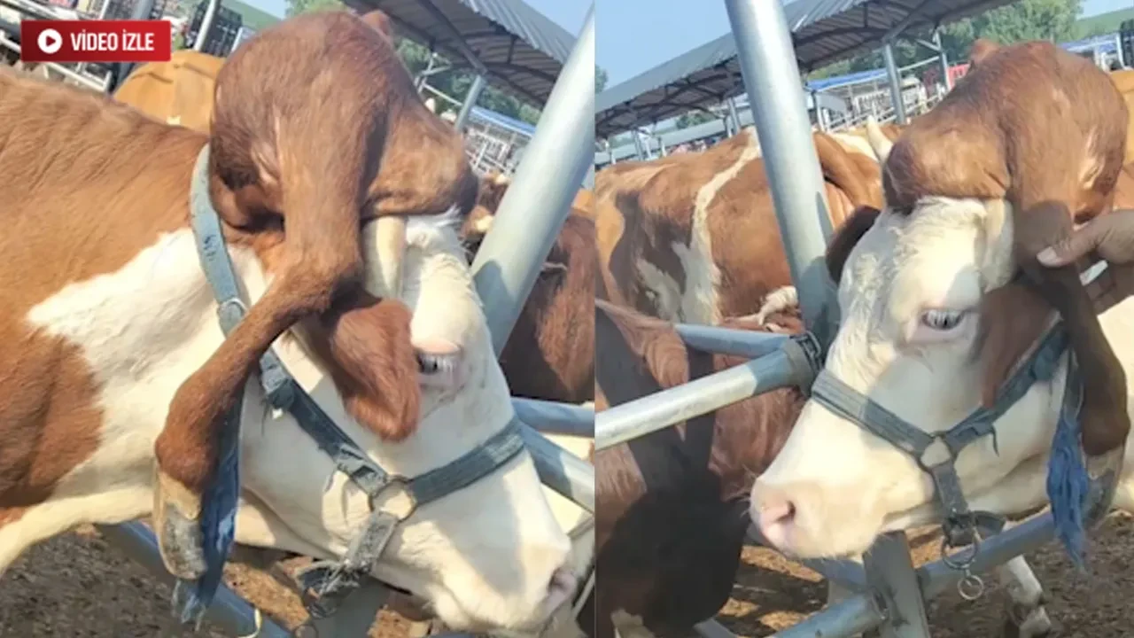 Kafasından bacak çıkan inek herkesi şoke etti