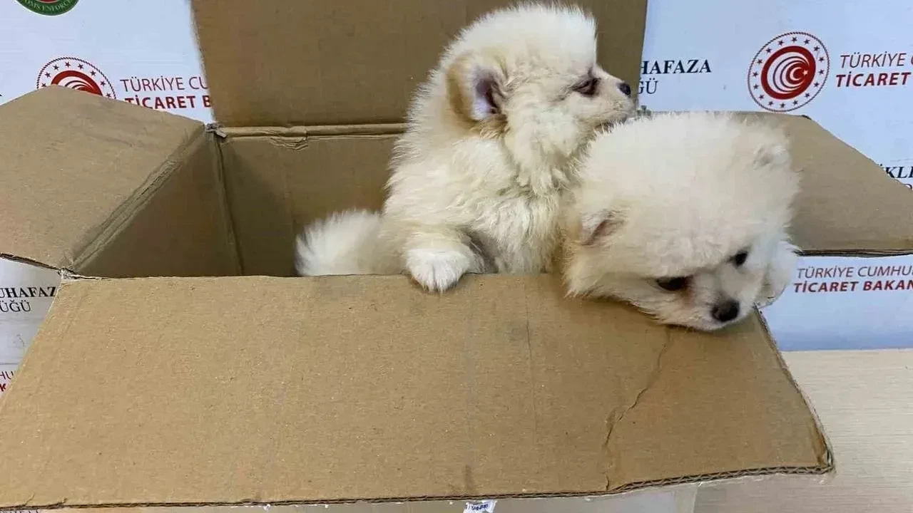 Milyarlarca liralık kaçak pet ticaretinin perde arkası! Fiyatları 500 bin TL'ye çıkıyor