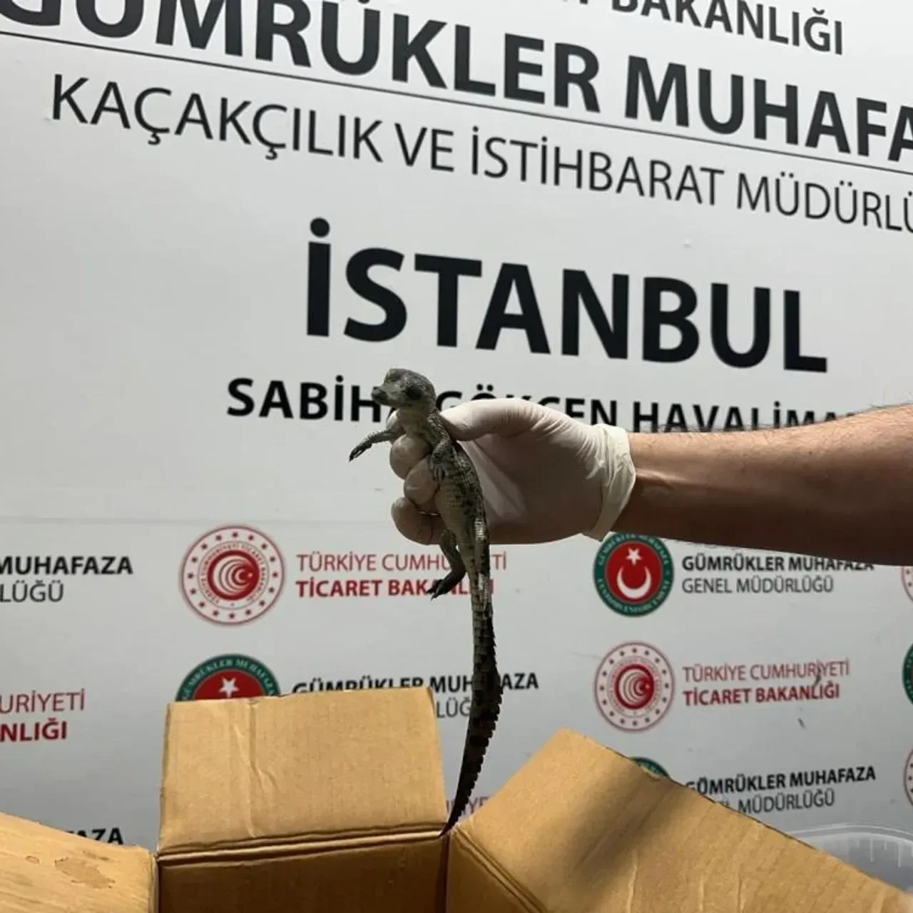 Milyarlarca liralık kaçak pet ticaretinin perde arkası! Fiyatları 500 bin TL'ye çıkıyor