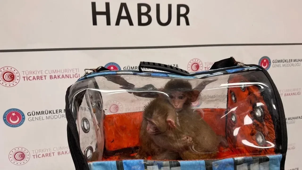 Milyarlarca liralık kaçak pet ticaretinin perde arkası! Fiyatları 500 bin TL'ye çıkıyor