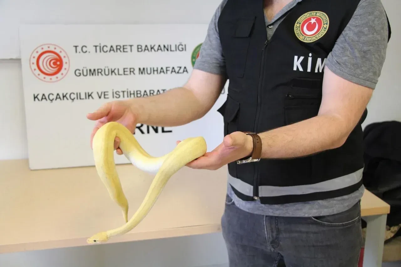 Milyarlarca liralık kaçak pet ticaretinin perde arkası! Fiyatları 500 bin TL'ye çıkıyor