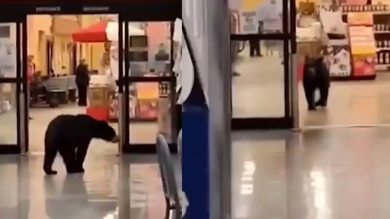 Ayı alışveriş merkezi girdi, bir şeftali ardından da gitti