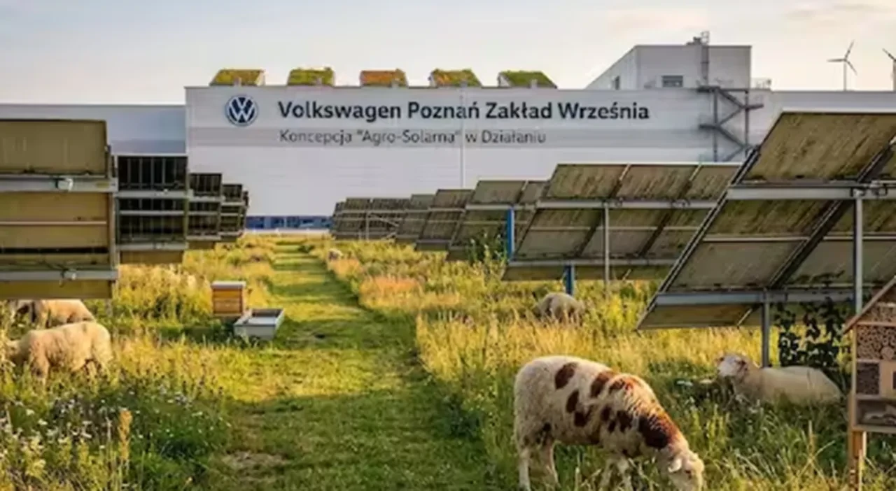 Fabrika kapatıp işçi çıkaran Volkswagen 100 koyunu işe aldı!