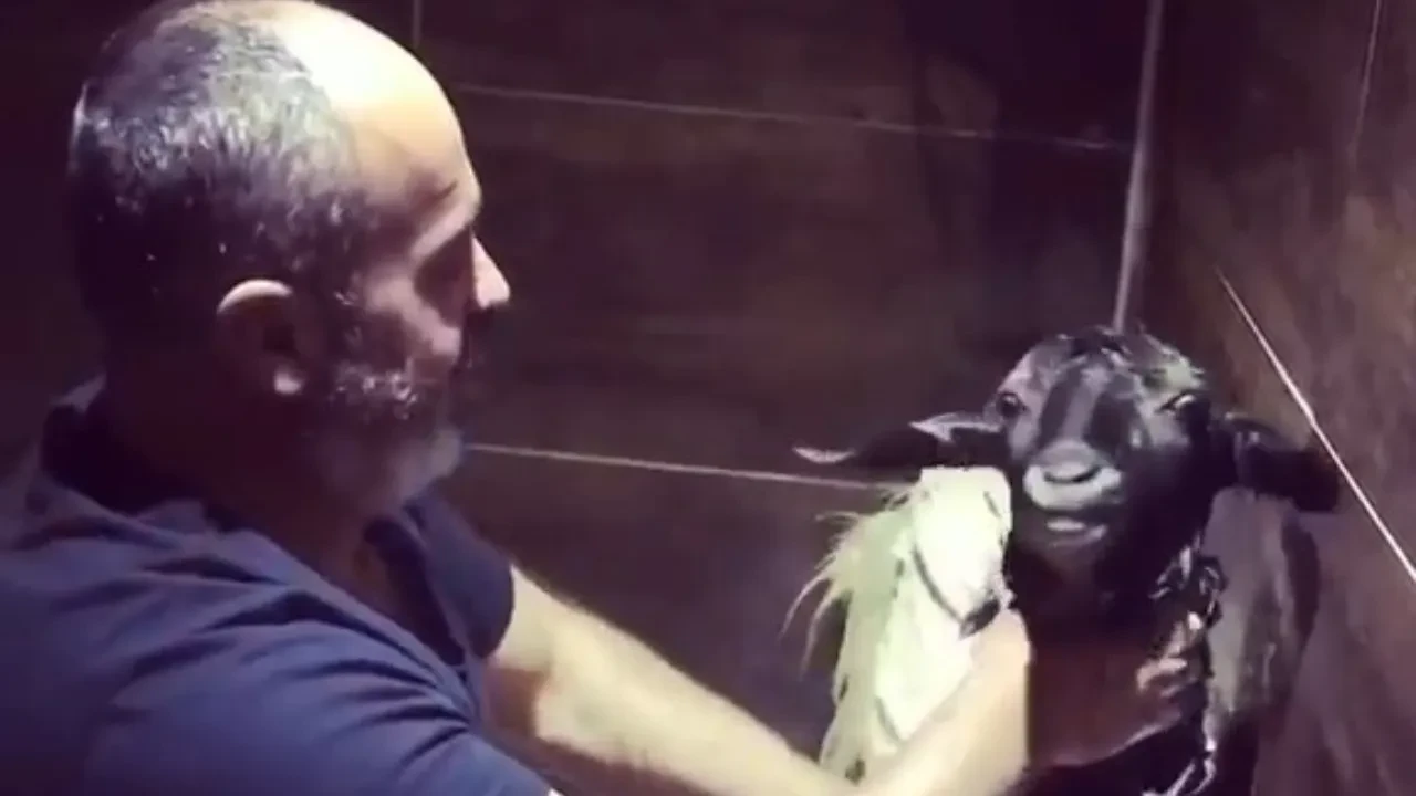 Görenleri şaşkına çeviren görüntü: Keçiyi banyoda şampuanla yıkadı!