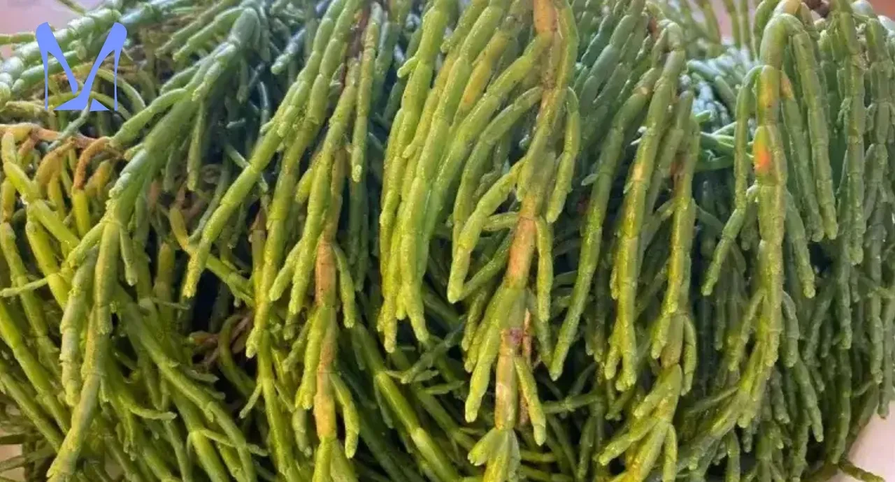 Restoran usulü deniz börülcesi salatasının sırrı! İş sosta bitiyor