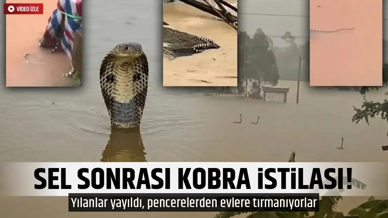 SEL SONRASI KOBRA İSTİLASI!