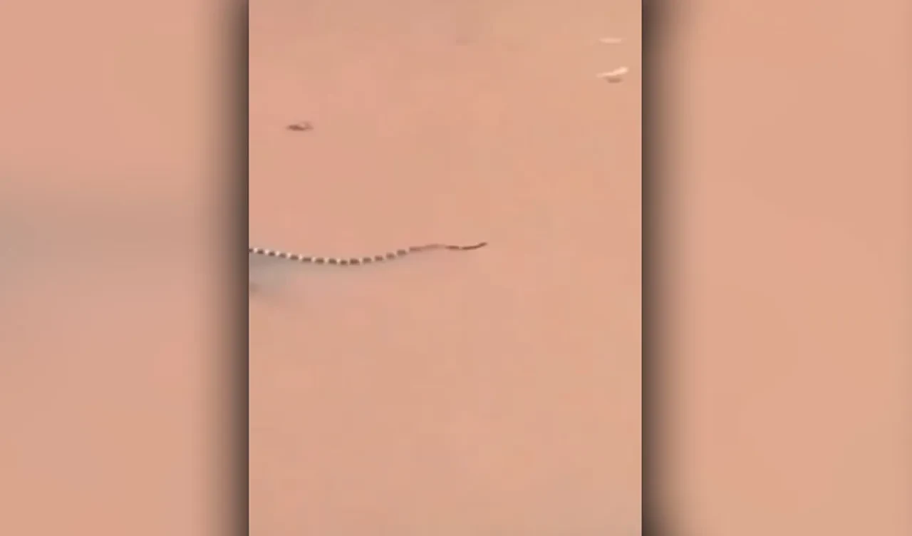 Sel felaketinin ardından kobra istilası! Çin'de pencerelerden evlere tırmanıyorlar