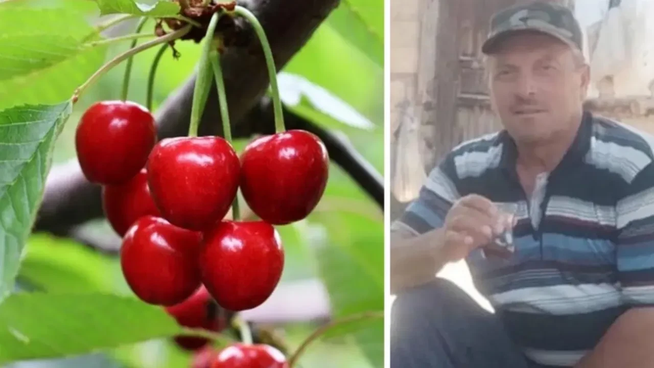 İlaçlanan ağaçtan kiraz yiyen çift 9 gün arayla hayatını kaybetti