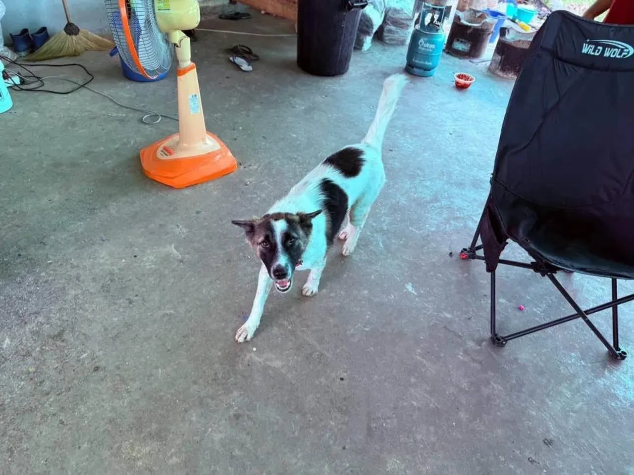 Köpek kemik yerine eve el bombası getirdi! Facianın eşiğinden dönüldü