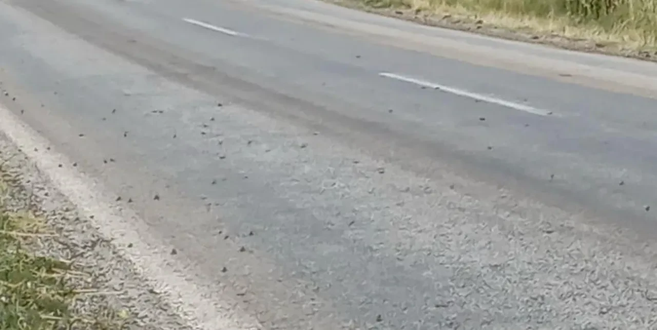 Tokat'ta binlerce kurbağa kara yoluna çıktı