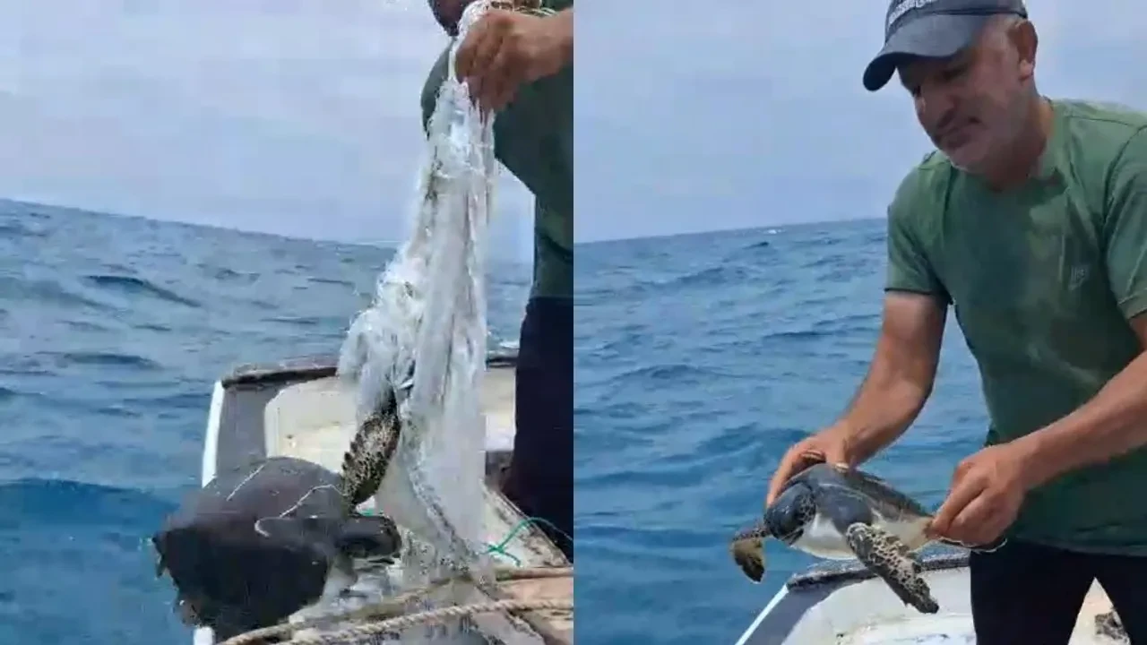 Denizdeki çuvala dolanan caretta carettayı balıkçı kurtardı