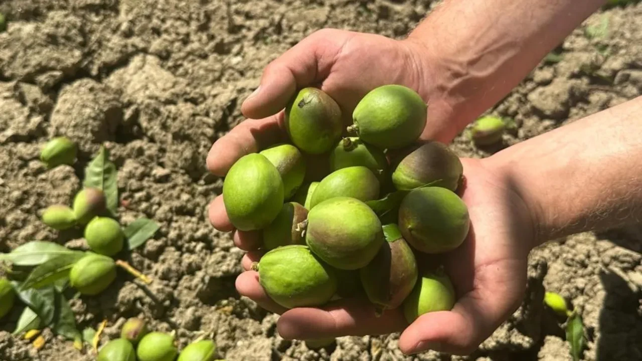 İşleri meyveleri yere atmak! Günlük kazançları 1.500 TL