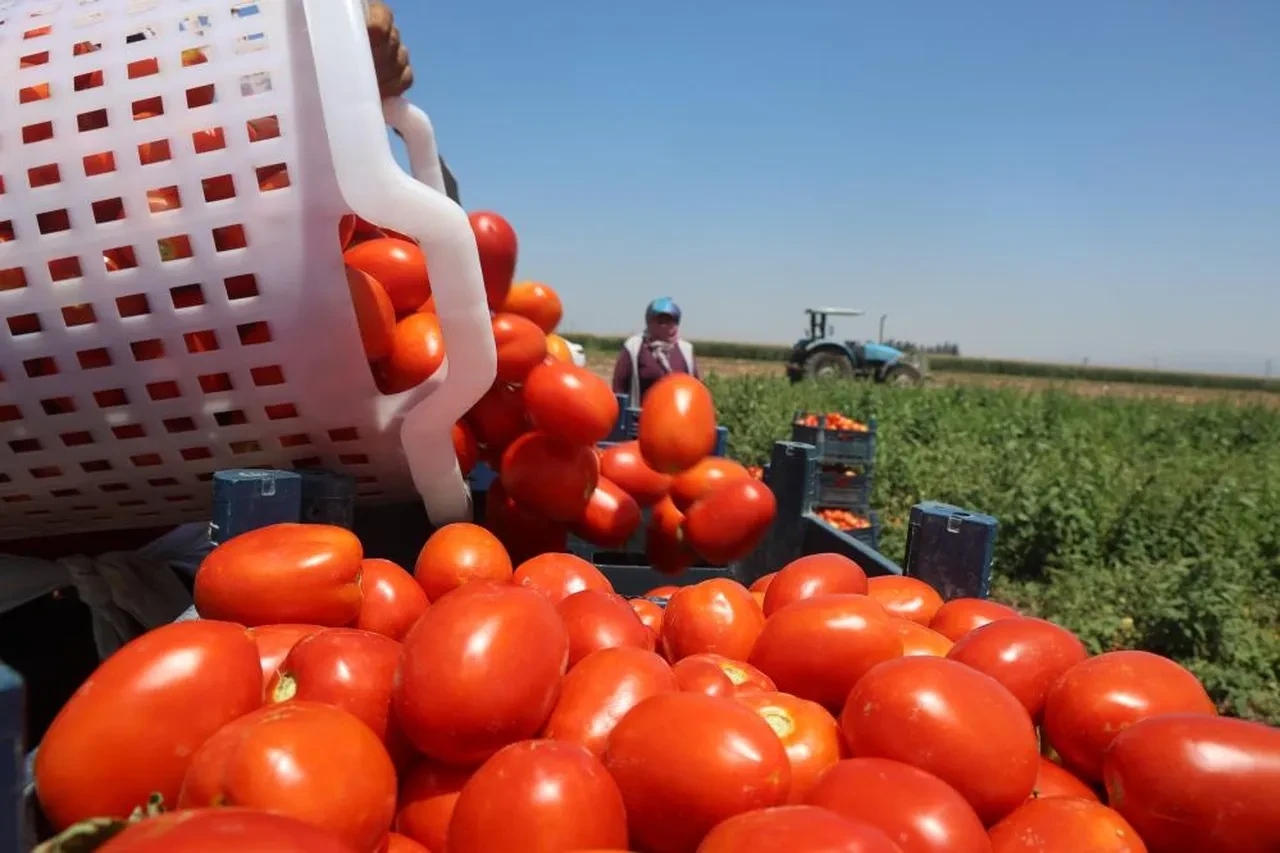 Arabaları art arda dolduruyorlar! Kişi başı 1.100 TL kazanıyorlar