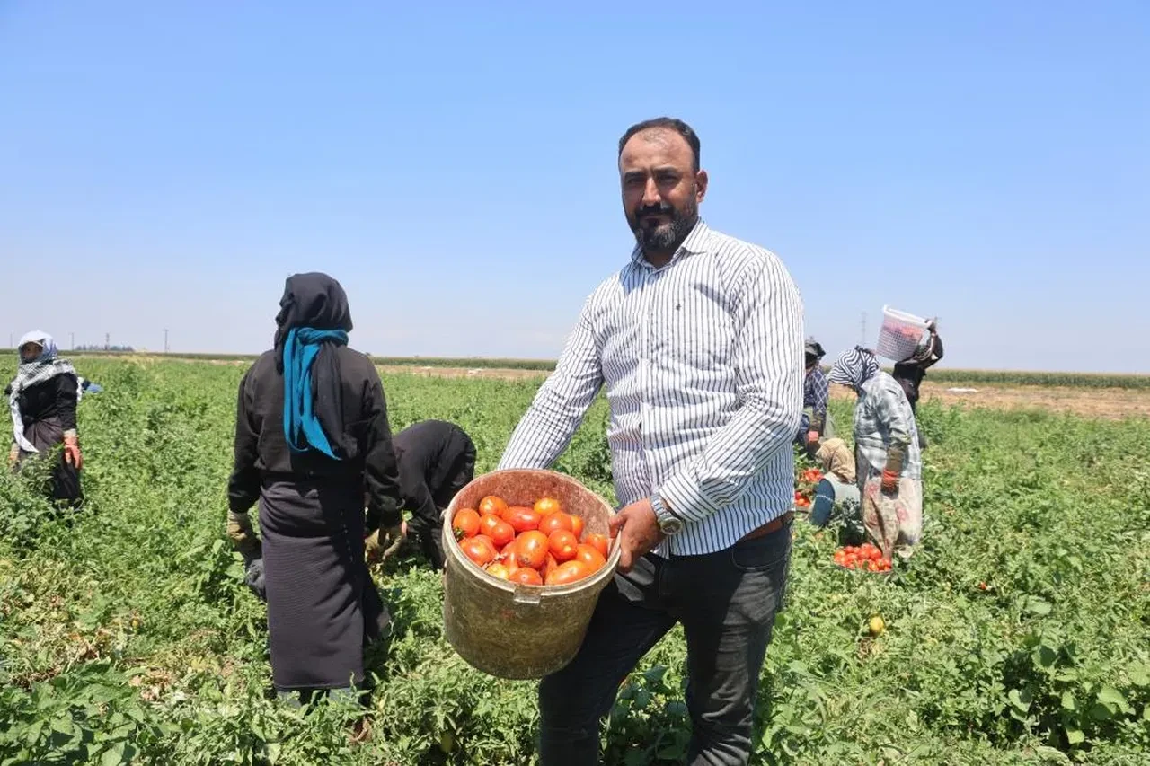 Arabaları art arda dolduruyorlar! Kişi başı 1.100 TL kazanıyorlar