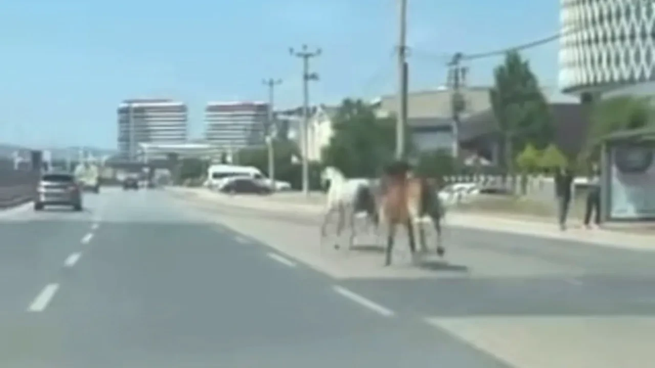 Başıboş atlar tehlike saçtı! Sürücülerin zor anları kamerada