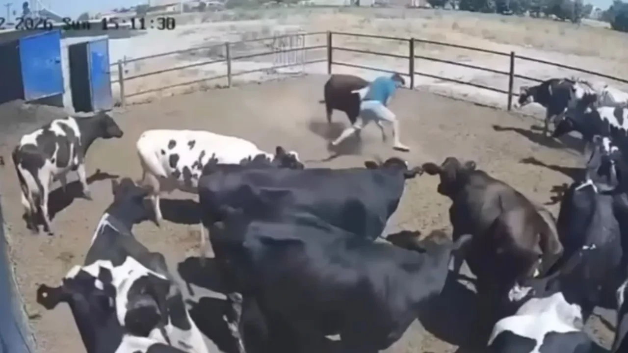 Konya'da kızgın boğanın besiciye saldırdığı anlar kamerada!