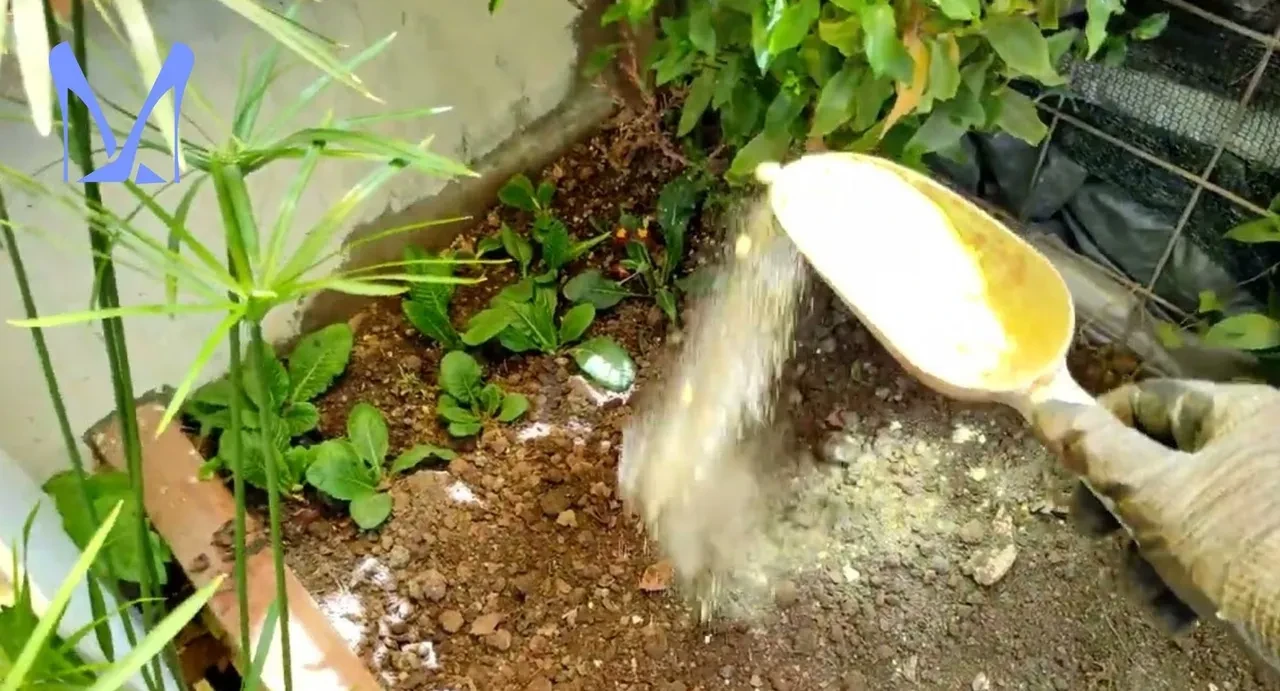 Sokaklardaki yılan sayısı arttı! Uzmanlardan uyarı, yılanlara karşı ne yapılmalı?