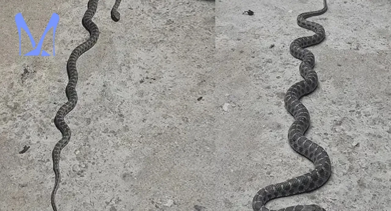 Sokaklardaki yılan sayısı arttı! Uzmanlardan uyarı, yılanlara karşı ne yapılmalı?