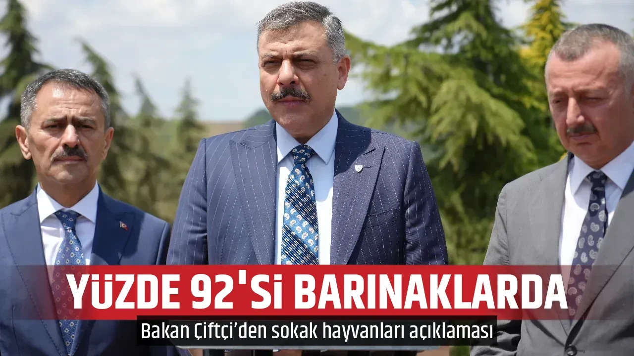 YÜZDE 92'Sİ BARINAKLARDA