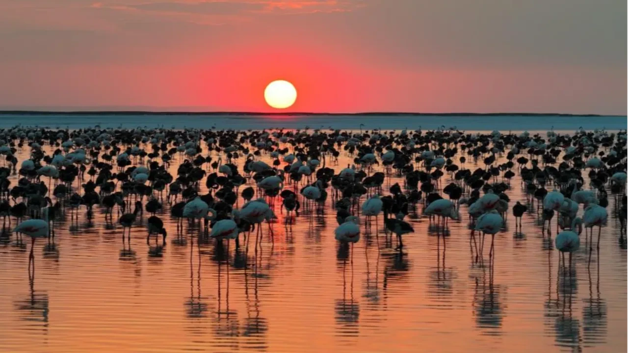 Bakan Kurum duyurdu! Tuz Gölü'nde son 5 yılın en yüksek flamingo yavrusu sayısına ulaşıldı