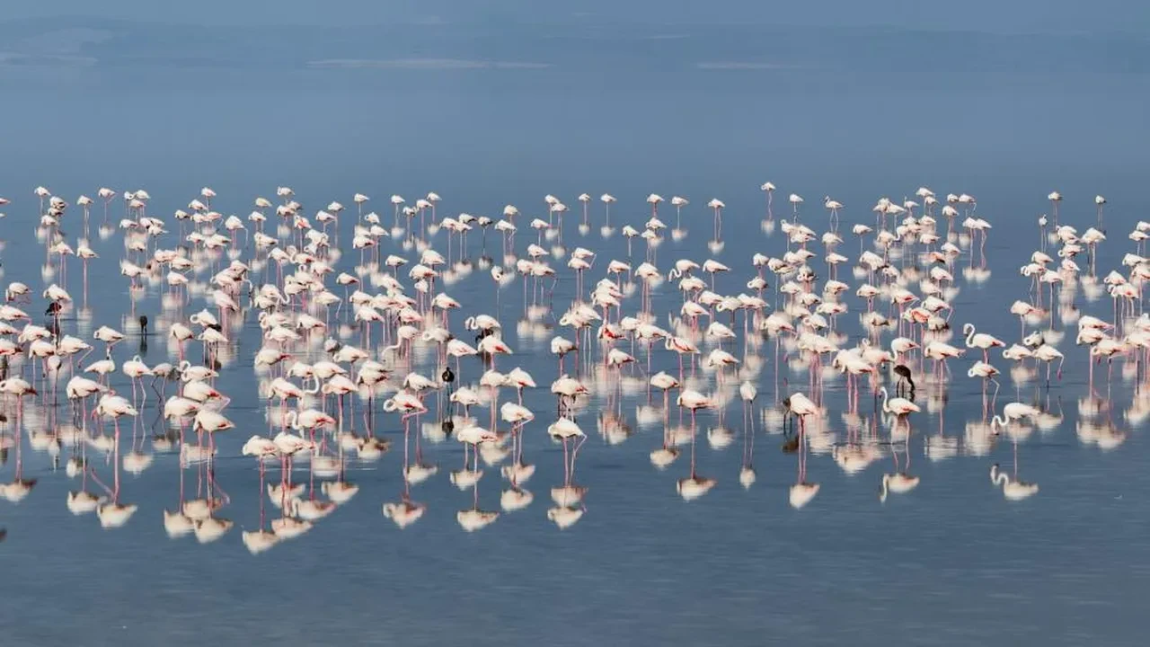 Bakan Kurum duyurdu! Tuz Gölü'nde son 5 yılın en yüksek flamingo yavrusu sayısına ulaşıldı