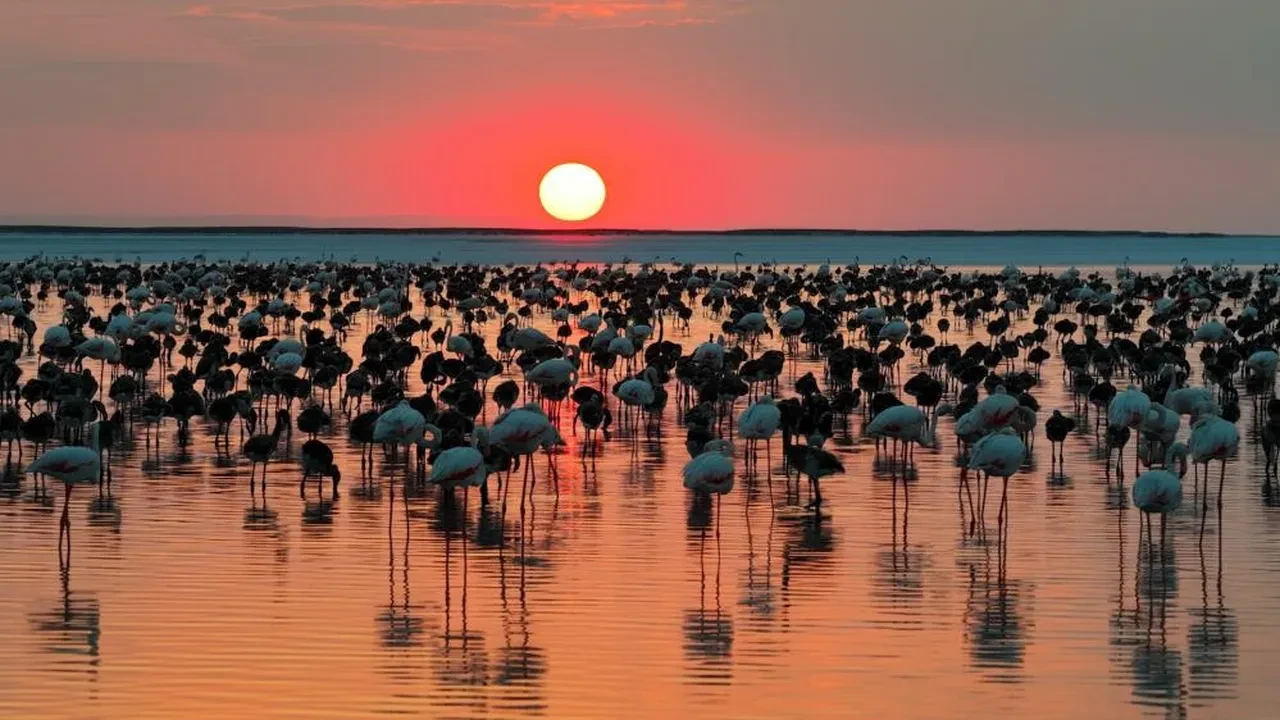 Bakan Kurum duyurdu! Tuz Gölü'nde son 5 yılın en yüksek flamingo yavrusu sayısına ulaşıldı
