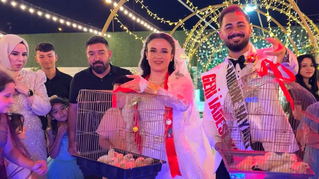 Düğünde ustadan çırağına ilginç hediye! Altın yerine civciv verdi