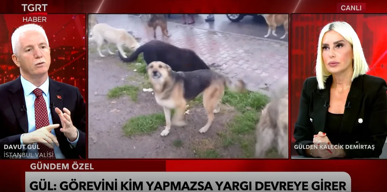 İstanbul Valisi Davut Gül TGRT Haber'de: Sahipsiz hayvanları toplamayan belediyelere uyarı