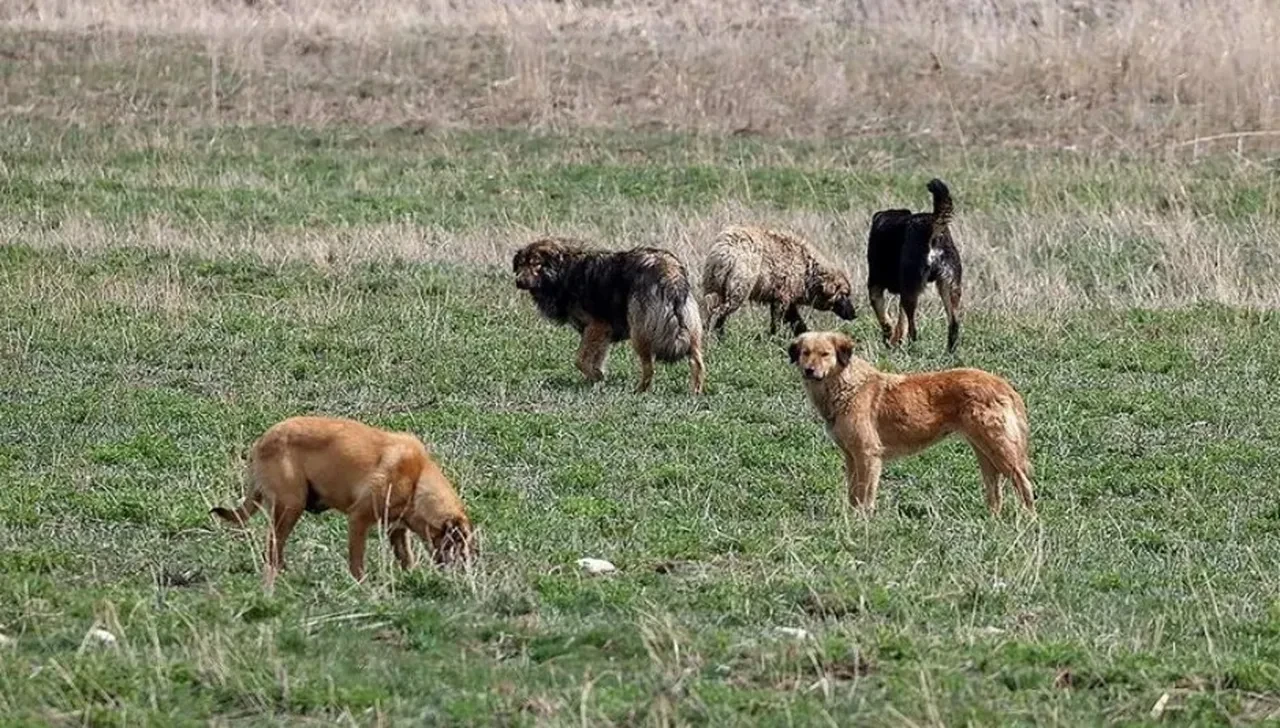 İstanbul Valisi Davut Gül TGRT Haber'de: Sahipsiz hayvanları toplamayan belediyelere uyarı