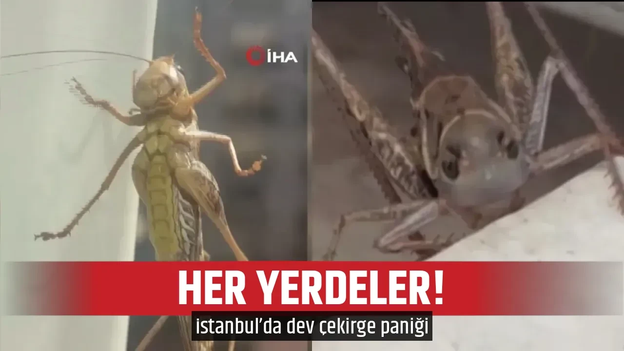 HER YERDELER!