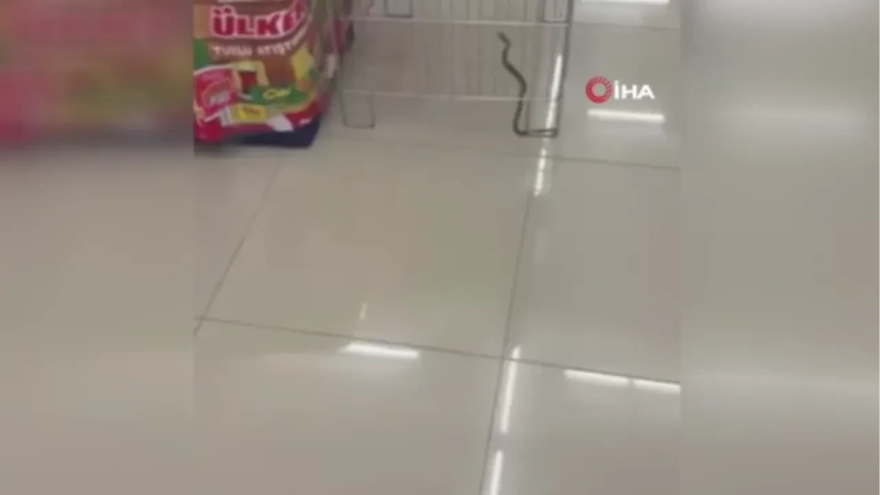 Markette canlı yılan paniği: Görenler şaka zannetti