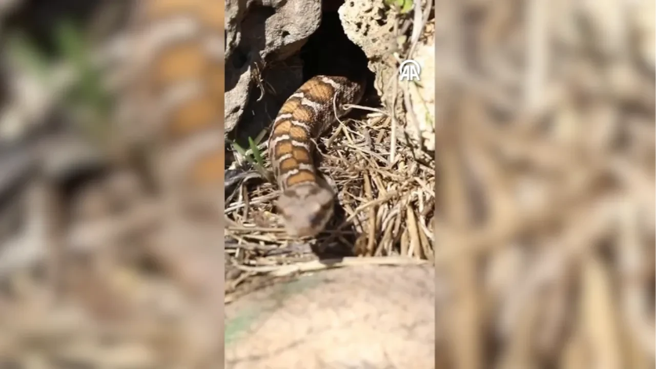 Sivas'ta dağ engereği ve farenin mücadelesi kamerada