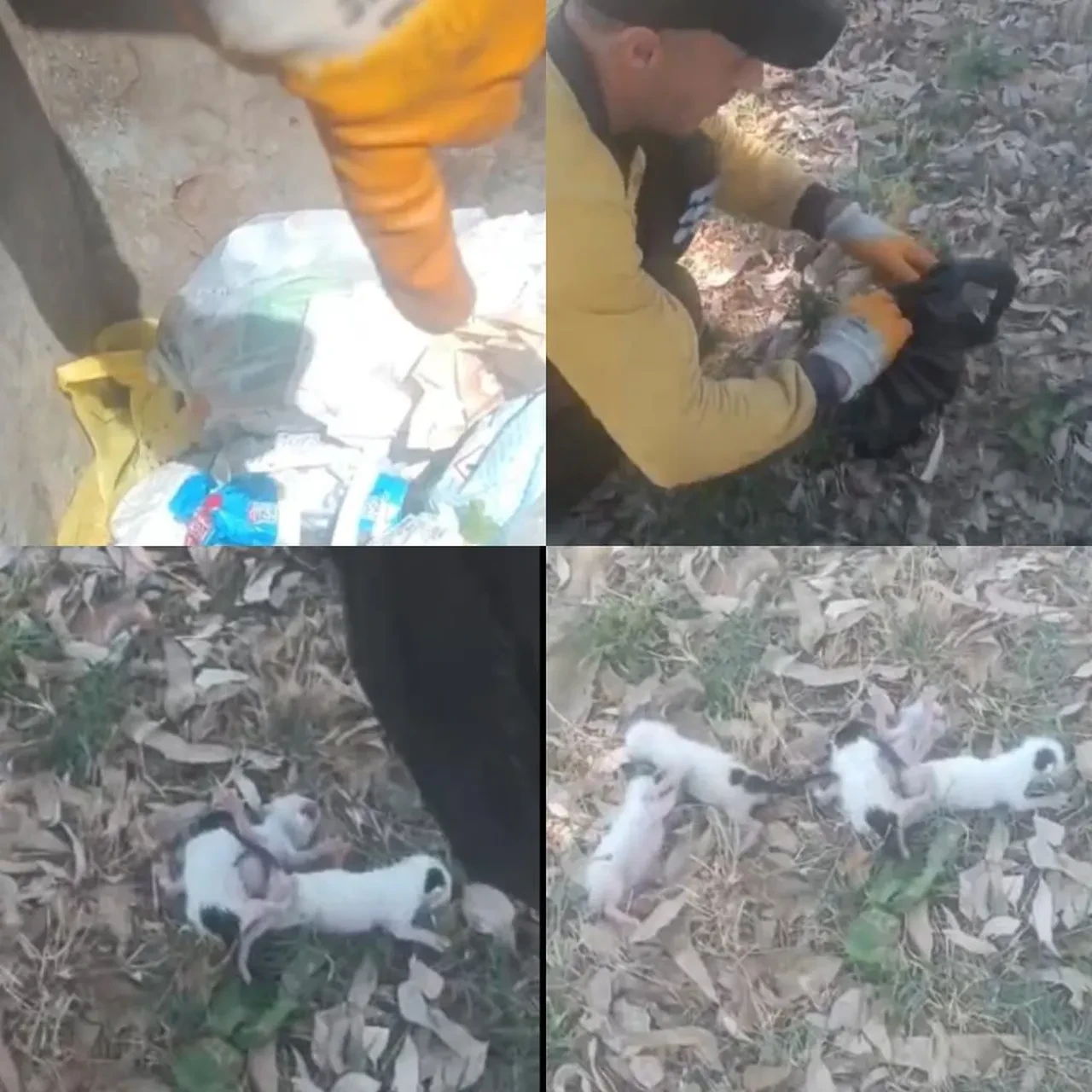 Mersin'de vicdanları yaralayan olay! Daha gözleri bile açılmamış 5 yavru kedi ağzı bağlı poşetten çıktı