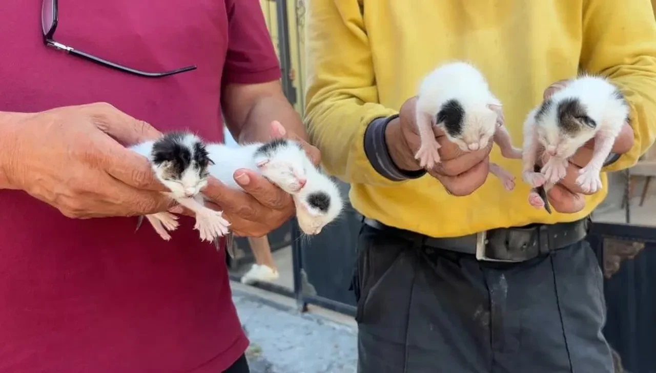 Mersin'de vicdanları yaralayan olay! Daha gözleri bile açılmamış 5 yavru kedi ağzı bağlı poşetten çıktı