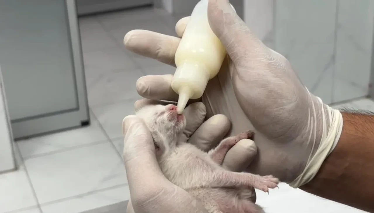 Mersin'de vicdanları yaralayan olay! Daha gözleri bile açılmamış 5 yavru kedi ağzı bağlı poşetten çıktı