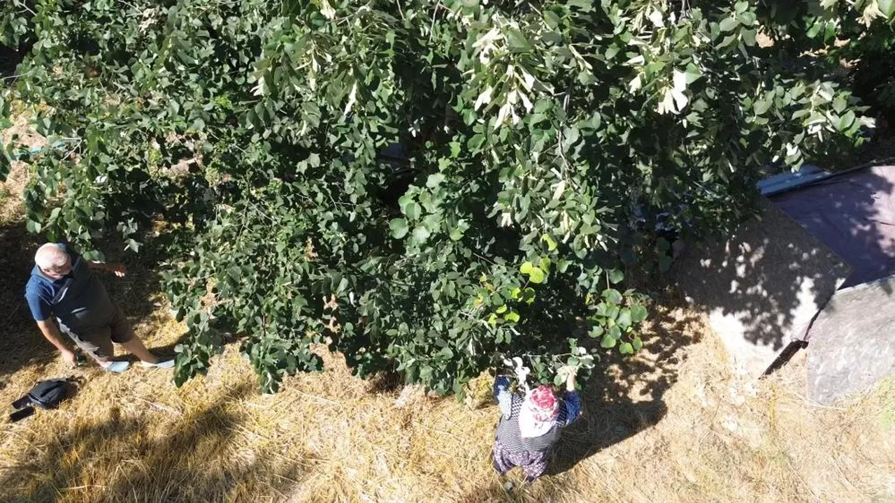 Samanlı Dağları eteklerinde yetişiyor... 81 ilden talep var! Kilosu 5 bin lira
