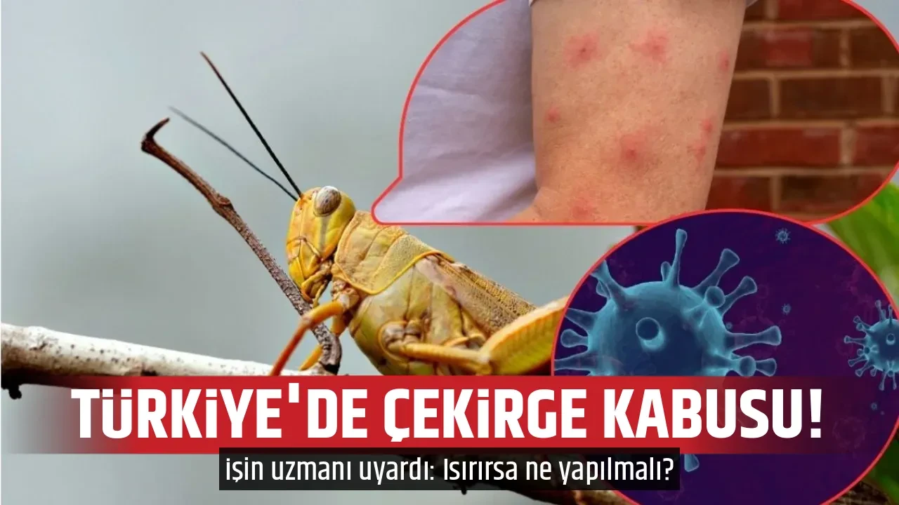 TÜRKİYE'DE ÇEKİRGE KABUSU! 