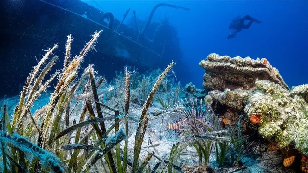 Bodrum Mavi Marlin balığı avlama cezası kaç TL?