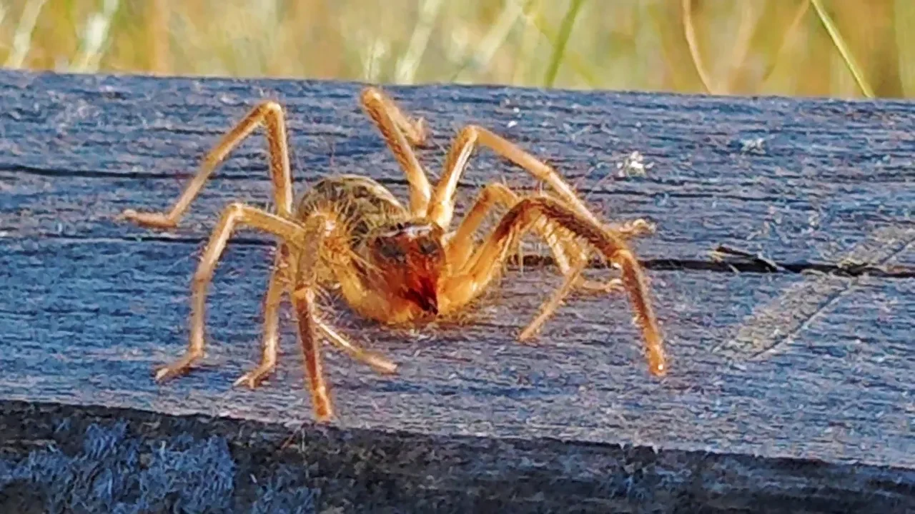 Çekirge paniği yaşanırken dev bir tür daha ortaya çıktı! Görenler şaşkınlığını gizleyemedi