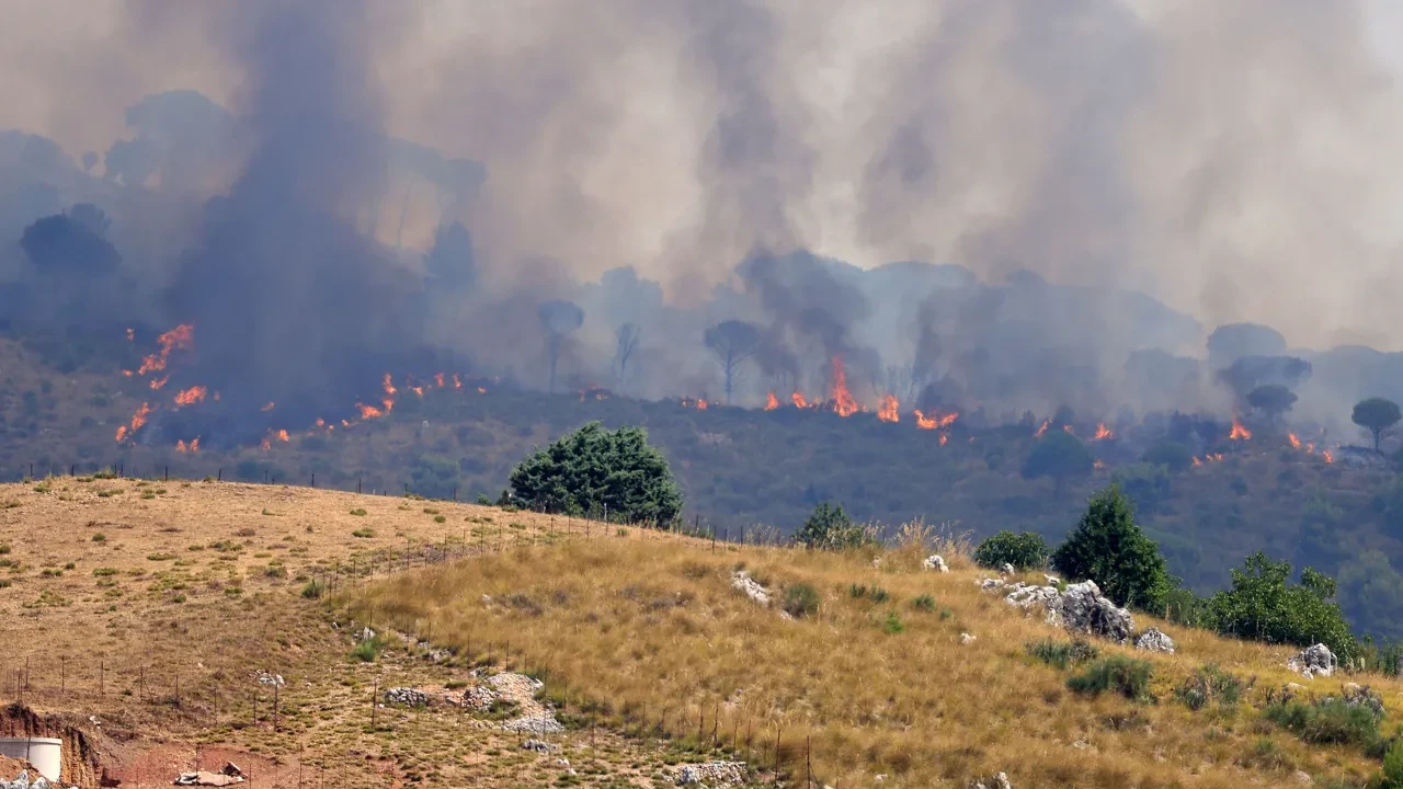 Ormanı kundaklamak için kedileri kullandılar! Sicilya'daki yangın için bilgi verene para ödülü