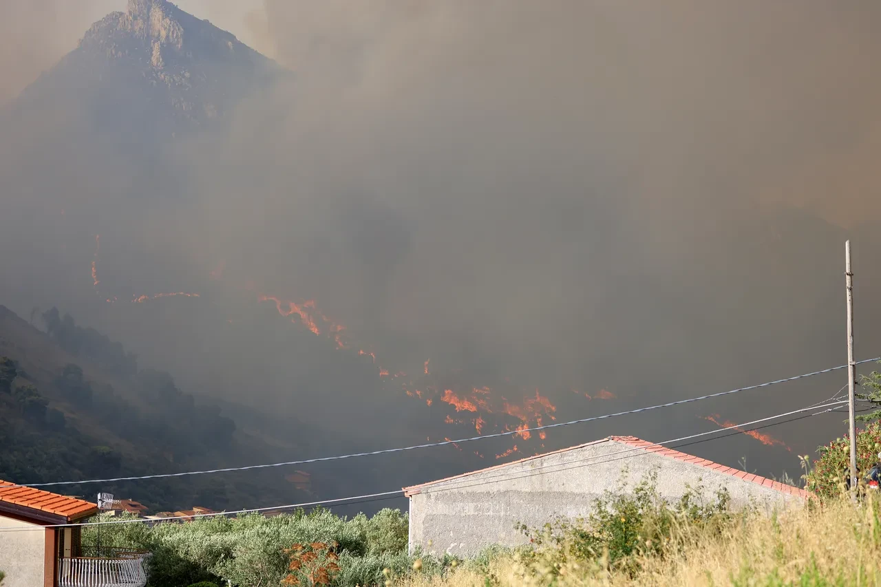 Ormanı kundaklamak için kedileri kullandılar! Sicilya'daki yangın için bilgi verene para ödülü