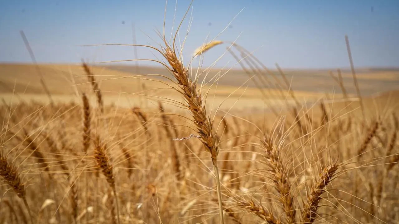 Sarı altında hasta zamanı! Üretim bu yıl tavan yaptı