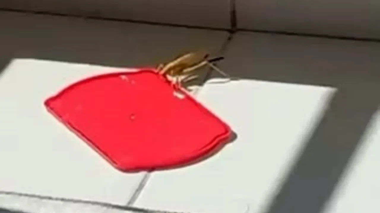 Balkonun misafiri susadı, imdadına ev sahibi yetişti