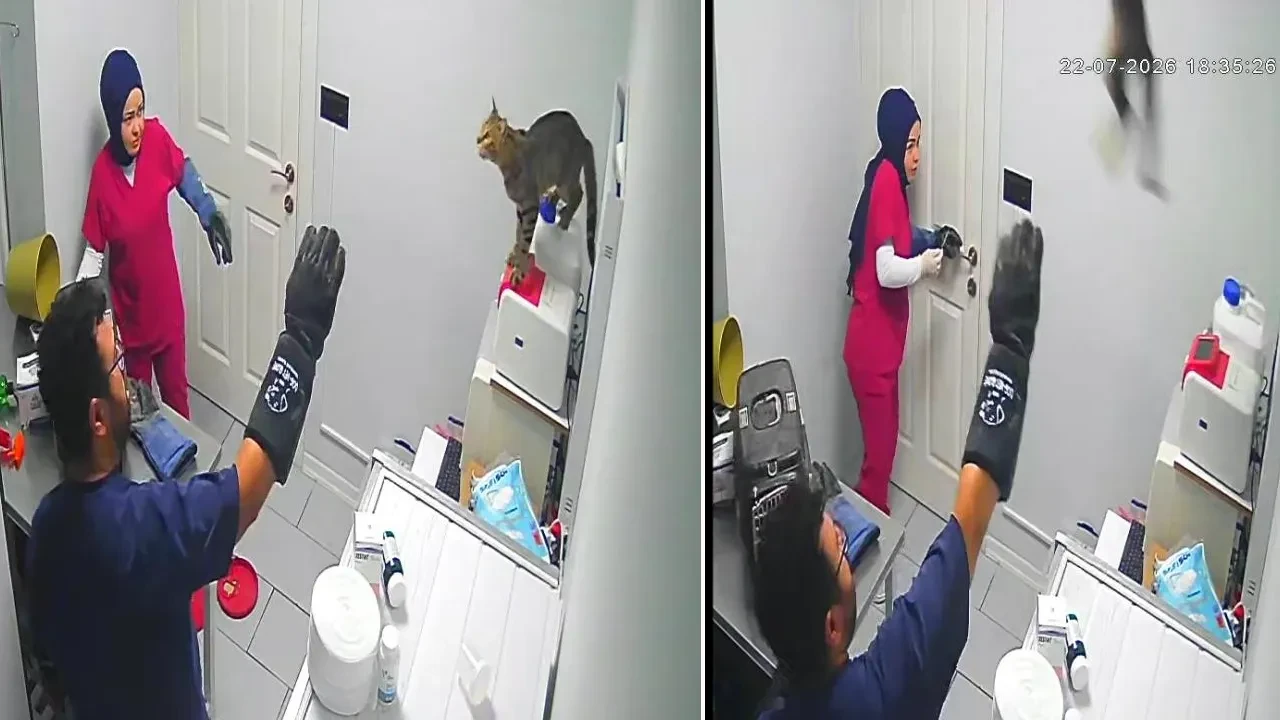Kedinin veterinerde yaptıkları hayrete düşürdü! Çalışanlar şoke oldu: 'Deprem oluyor sandım'