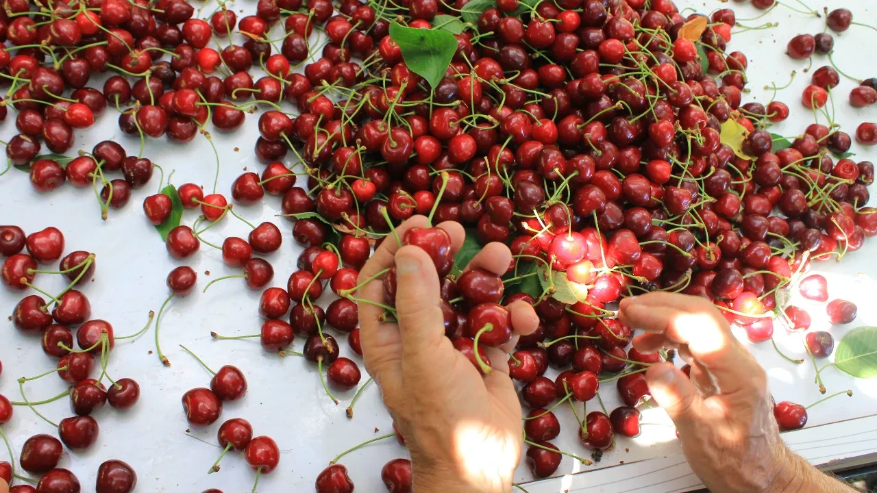 Avrupa ve ABD'yi peşinden sürükleyen Türk kirazı! Smoothie severler vazgeçemiyor