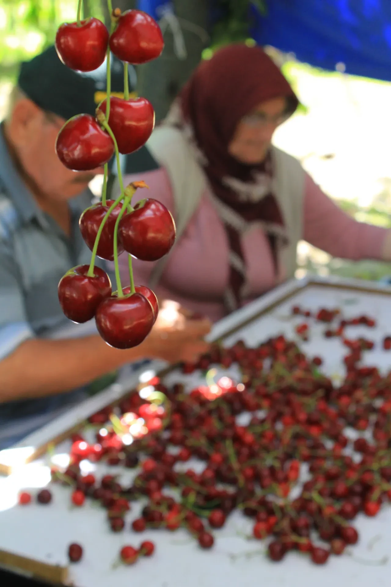 Avrupa ve ABD'yi peşinden sürükleyen Türk kirazı! Smoothie severler vazgeçemiyor