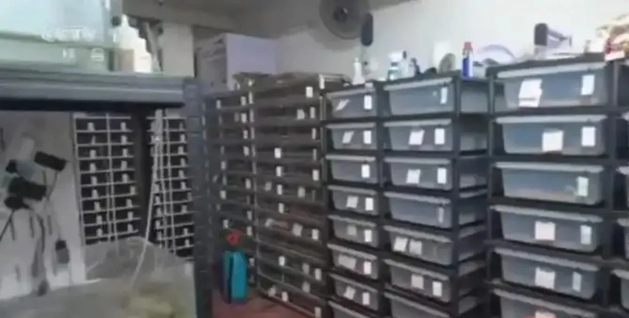yasa dışı piton üretimi