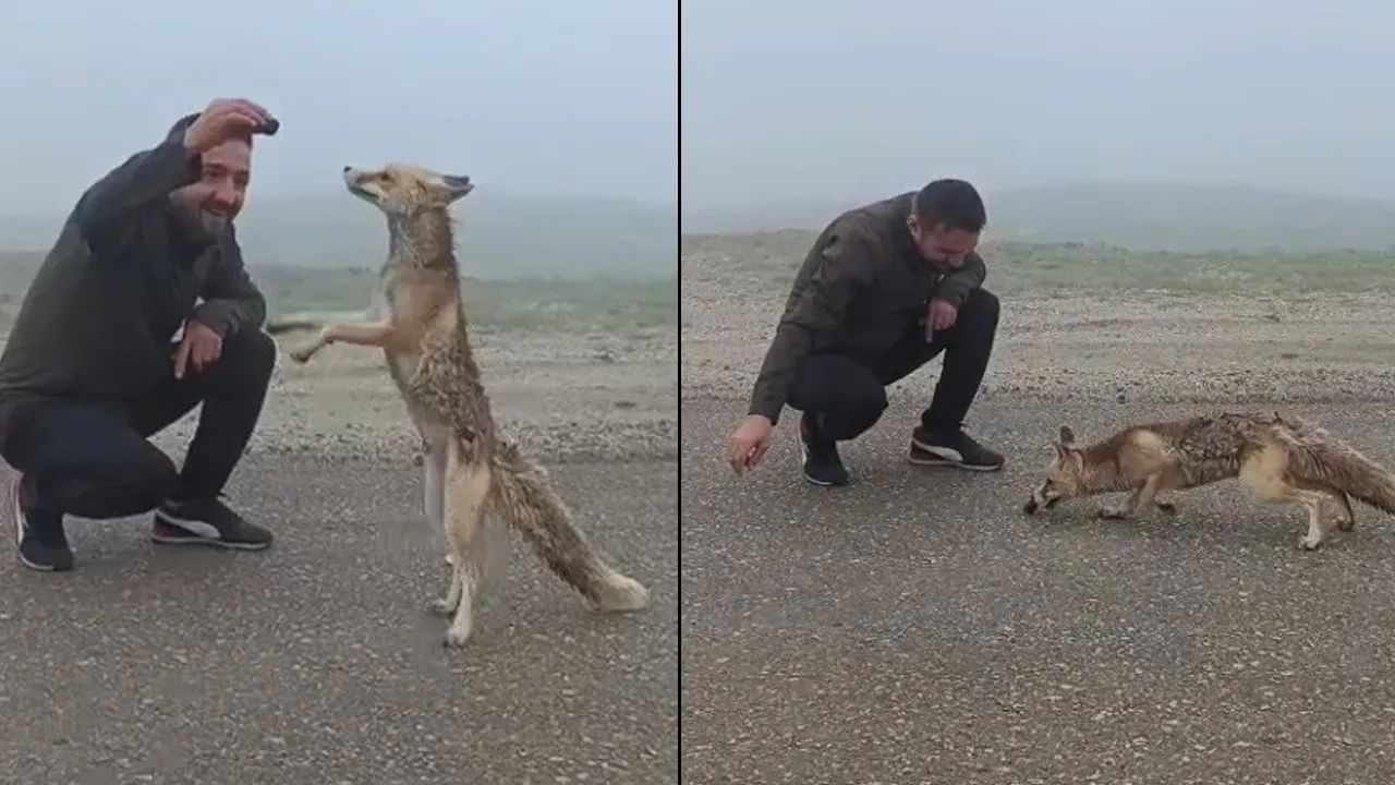 Yaylaya çıkarken rastladıkları tilkiyi kekle beslediler