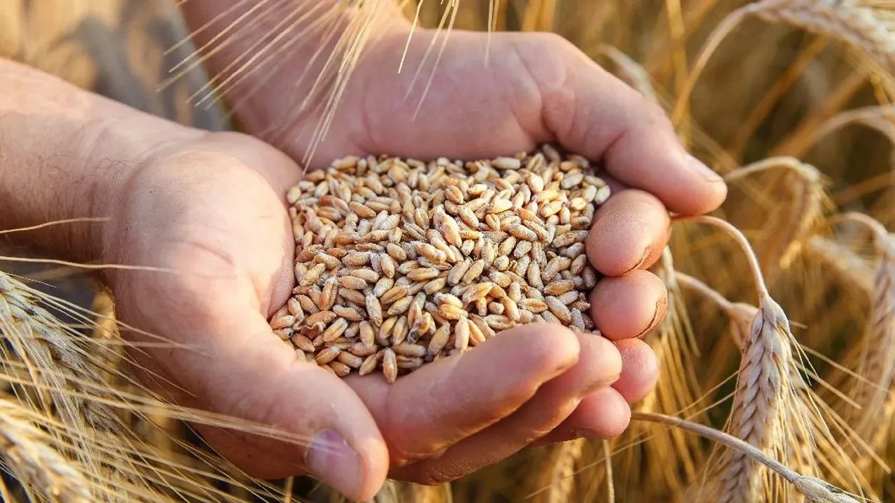 16 aylık yasak kalktı! Ekmeklik buğday ihracatı serbest bırakıldı
